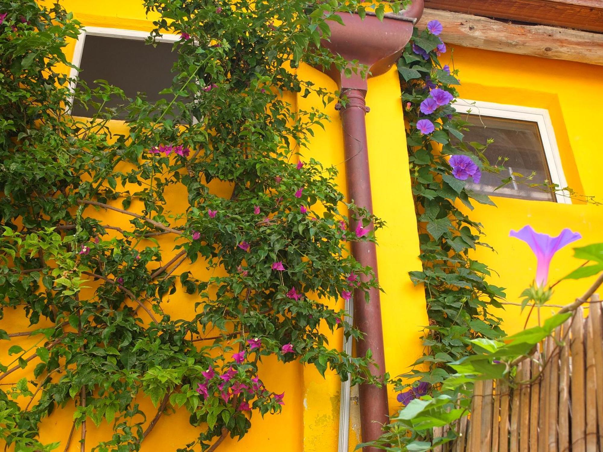 La Maison Jaune Sète Cameră foto